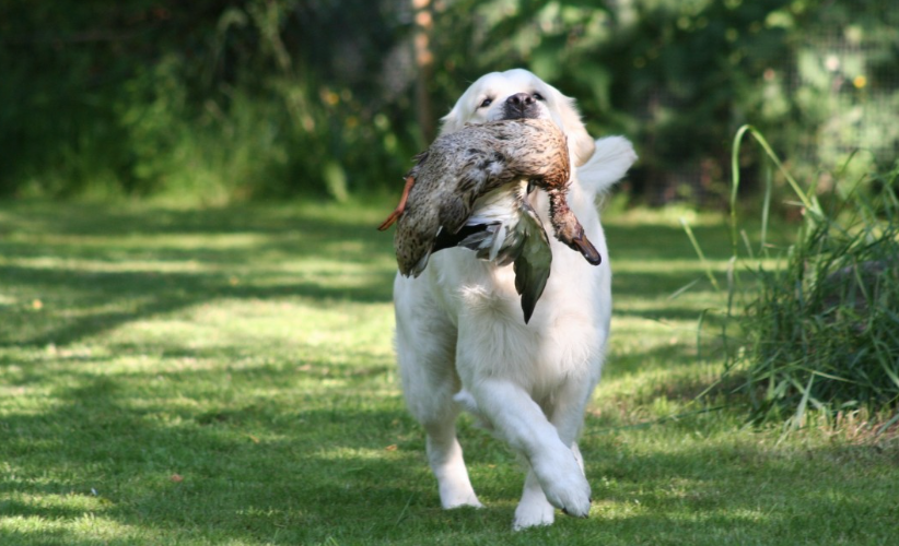 Dog carrying a duck