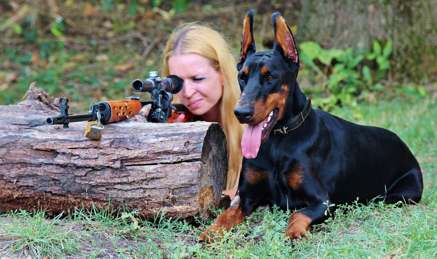 Doberman hunting dog