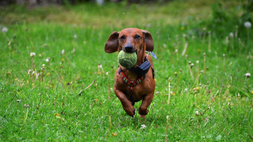 Dachshunds fetching