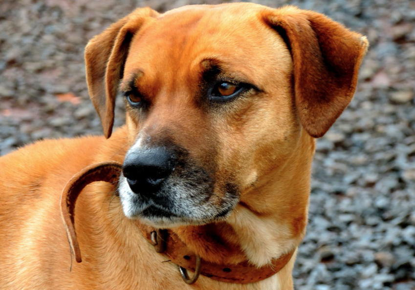 Squirrel hunting dog