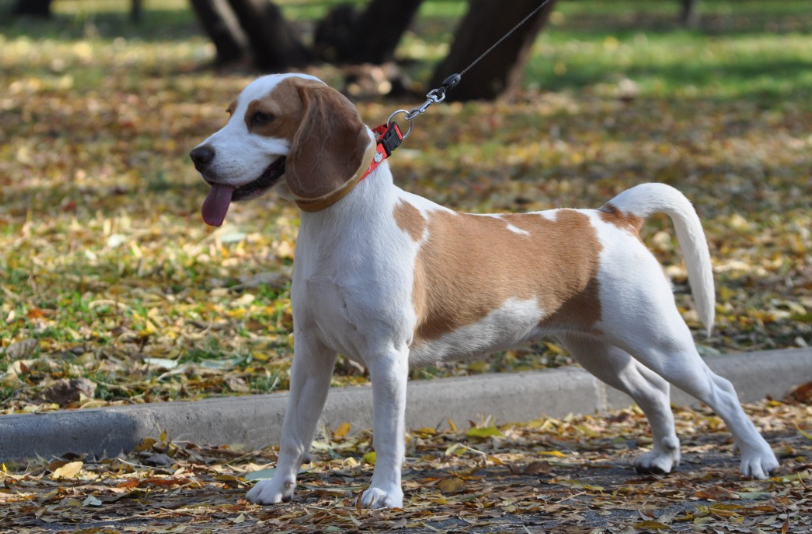 Rabbit hunting dog