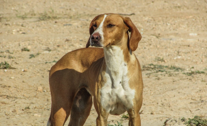 Fox hunting dog