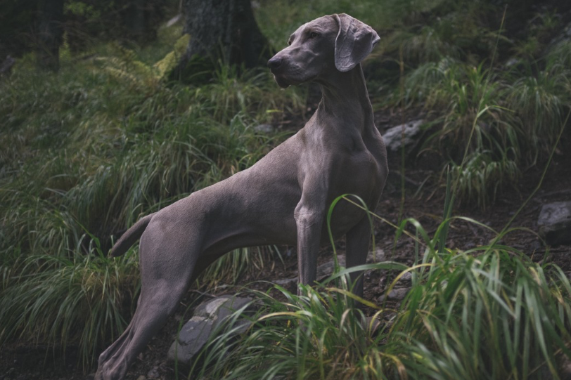 Coyote hunting dog