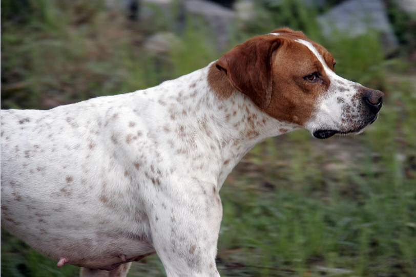 Treeing Walker coonhound