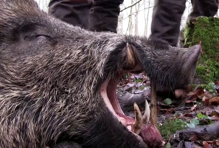 Wild Boar hunting