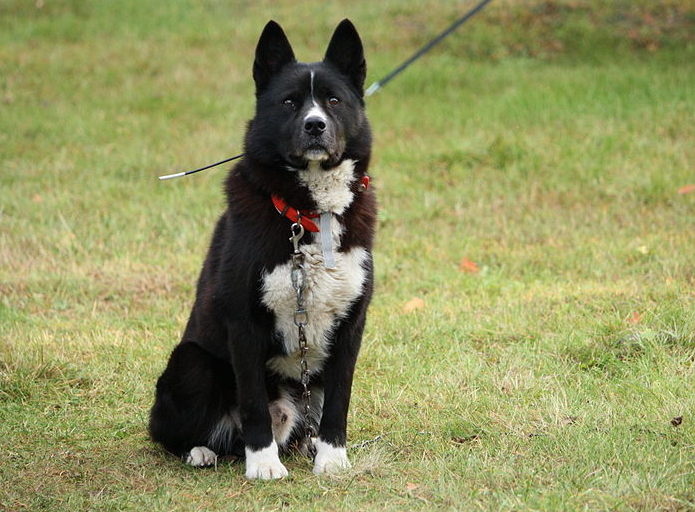 Karelian Bear Dog