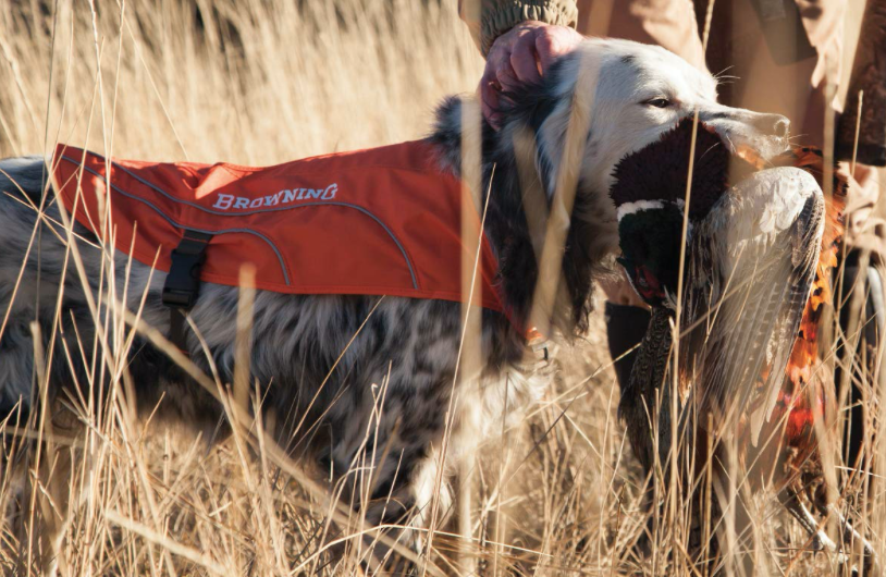 Dog hunting vest, Protector vest GPS